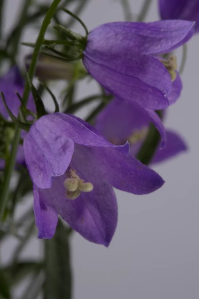 Кампанула/Дзвоники ложечницелиста ‘Джангл Блу’|Campanula cochleariifolia ‘Jingle Blue’|Кампанула/Колокольчики ложечницелиста ‘Джангл Блу’